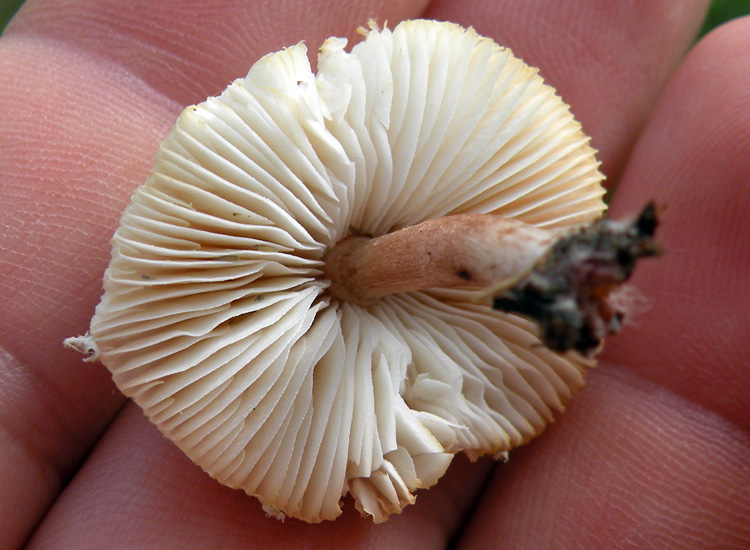 Ero sicuro fosse....